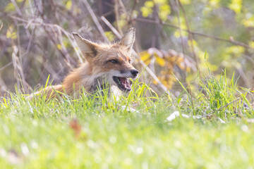 Cute baby fox in spring