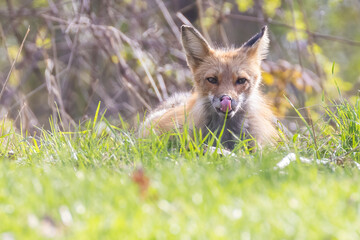 Cute baby fox in spring