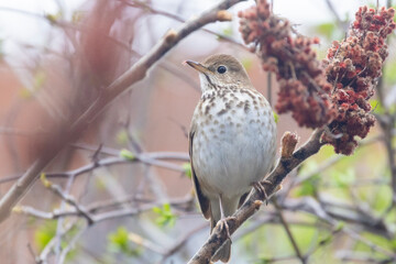  hermit thrush (Catharus guttatus) feeding with sumac