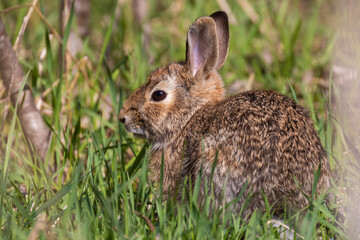 eastern cottontail (Sylvilagus floridanus) portrait