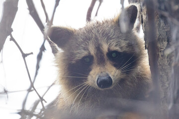American, northern or common raccoon (also spelled racoon) in spring