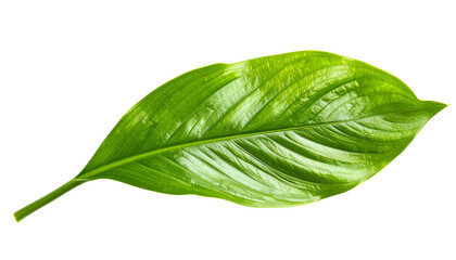 Obraz premium large green tropical leaf with flowing vein lines, natural botanical element, fresh foliage texture, on isolated background 