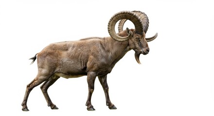 Majestic Markhor Isolated on White Background Showcasing Impressive Spiraled Horns and Distinctive Beard, Revealing Wildlife Beauty for Conservation and Educational Purposes
