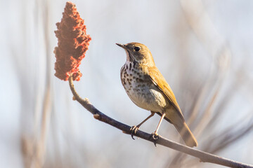  hermit thrush (Catharus guttatus) feeding with sumac