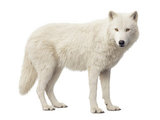 Obraz premium Majestic arctic wolf on transparent background fur