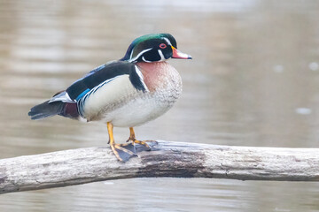 wood duck or Carolina duck (Aix sponsa) in spring
