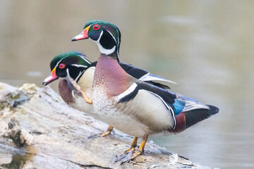 wood duck or Carolina duck (Aix sponsa) in spring