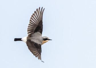 Northern wheatear