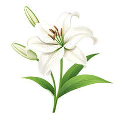 Obraz premium elegant white lily flower bloom