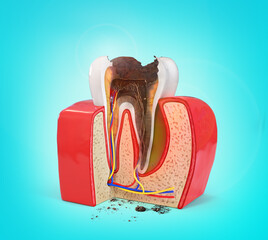 Human tooth structure. Cross section scheme representing tooth layers enamel, dentine, pulp with blood vessels and nerves, cementum and structures around it. 3d illustration.