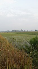 Scenic Paddy Field Landscape in the Countryside