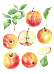 Watercolor set of apples