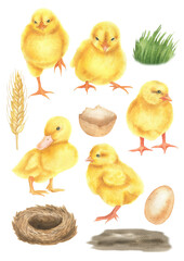 Watercolor set of chickens and ducklings