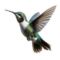 A colorful hummingbird in mid-flight, isolated on a transparent background, ideal for nature artwork, wildlife designs and educational materials