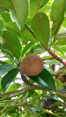 Close-up of Sapodilla Fruit on Tree