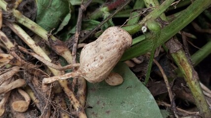 Close-Up of a Peanut Plant with Peanuts
