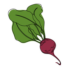 Beetroot colorful line art illustration.