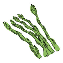 Asparagus colorful line art illustration.