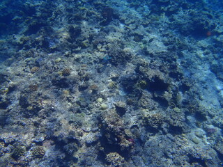 Sea Fish Water Coral Japan Okinawa