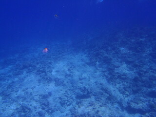Sea Fish Water Coral Japan Okinawa