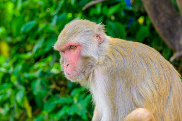 Macacos en el Templo de los Monos de Swayambhunath, en Katmandú, Nepal