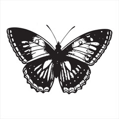 Butterfly Vector