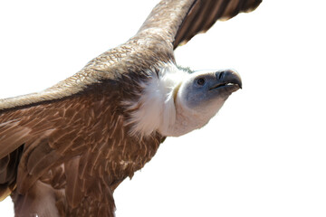 view of a vulture during a bird show