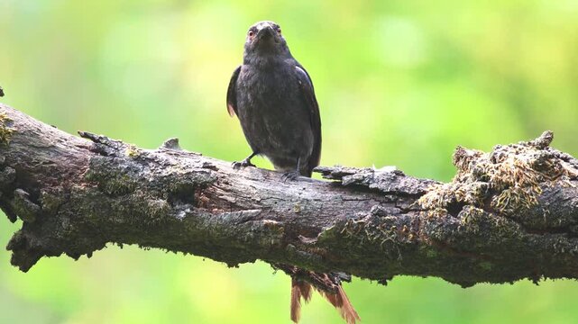 Drongo