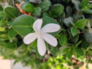 Obraz premium Natal plum, White Color Natal Plum Flower on Green Leave plant. Natal Plum white flower also known as Carissa macrocarpa. Naturally Blooming Petals flowers plants 