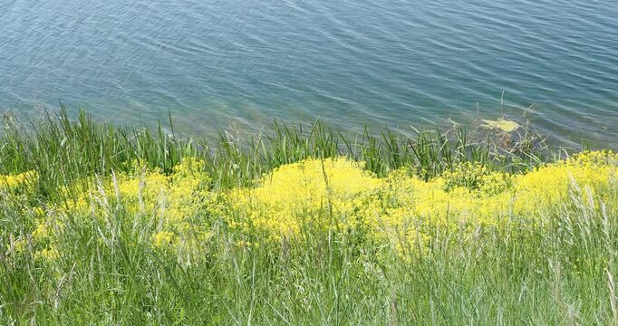  (Isatis tinctoria) A dense carpet of dyers woad with its fine golden yellow flowers, between tall grasses, fluttering in the slightest breath of wind and covering the banks of the Rhine in Germany.
