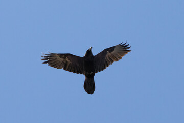 Common raven