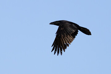 Common raven