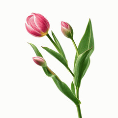 Obraz premium Pink Tulip Trio Elegant Spring Blossom with Buds