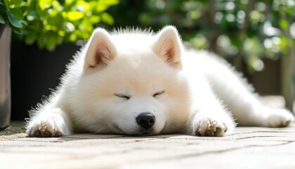 Obraz premium Sleepy White Dog Outdoors