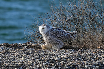 Snowy Owl - Duxbury