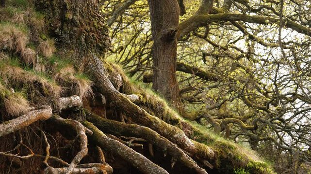 Tree roots in ancient woodland forest