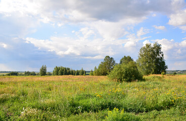 Picturesque Summer Field Under a Cloudy Sky