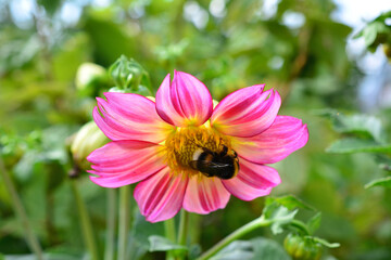 Fototapeta premium Bee Collecting Pollen from Pink Flower close up