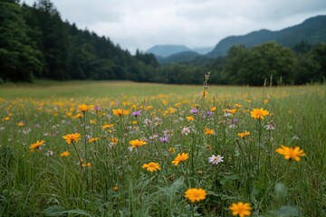 Fototapeta premium Wildflowers Growing in Meadow with Blooming Colors