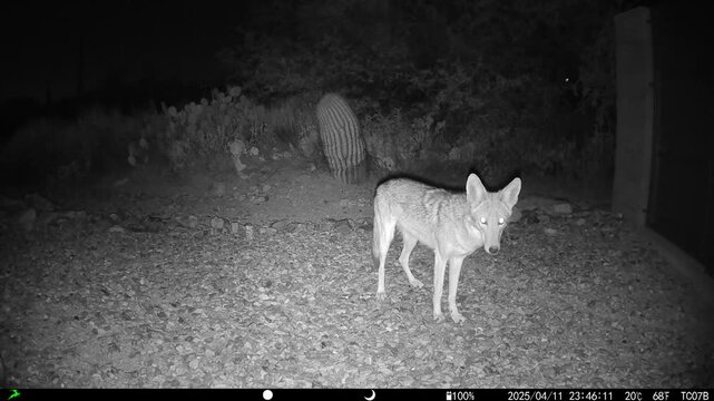 Curiious coyote at night in Sonoran Desert