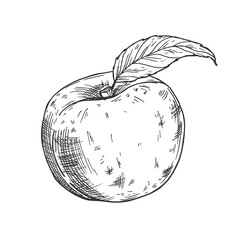 Hand drawn Peach Sketch illustration on white background
