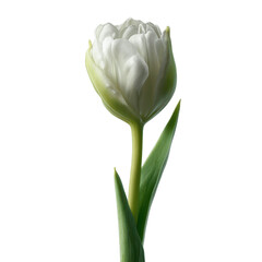 Single Elegant White Tulip Flower on Green Transparent background
