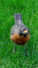 An American Robin foraging on grassland
