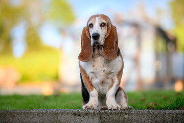Portrait of a Basset Hound standing in a garden