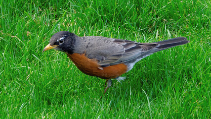 An American Robin foraging on grassland
