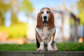 Portrait of a Basset Hound standing in a garden