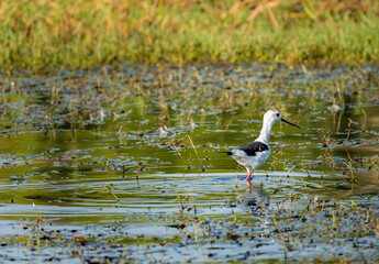 Single black winged stilt wading in shallow water alongside the banks of the River Nile in Aswan Egypt