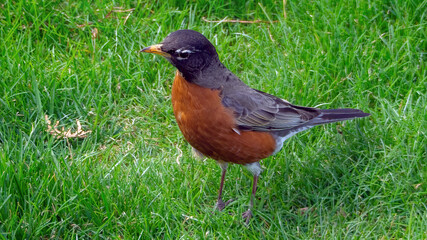 An American Robin foraging on grassland