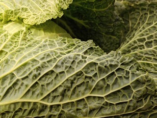 Fototapeta premium Texture, leaf of a collard greens