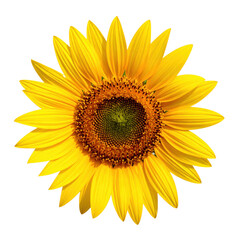 Obraz premium Bright yellow sunflower with vibrant petals and a detailed, textured center.